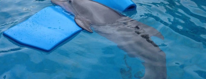Clearwater Marine Aquarium is one of Tampa.