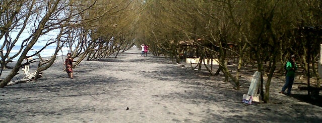 Pantai Kuwaru is one of Beach in Yogyakarta.