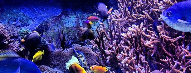 Downtown Aquarium is one of The 13 Best Places for Flowers in Downtown Houston, Houston.