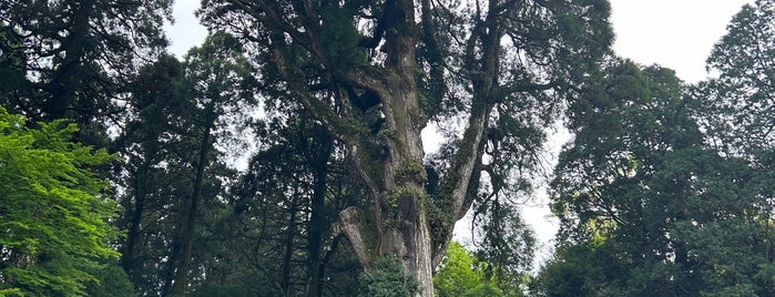Sacred Tree is one of Visit.