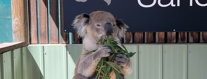 Moonlit Sanctuary Wildlife Conservation Park is one of Victoria/Melbourne Australia.