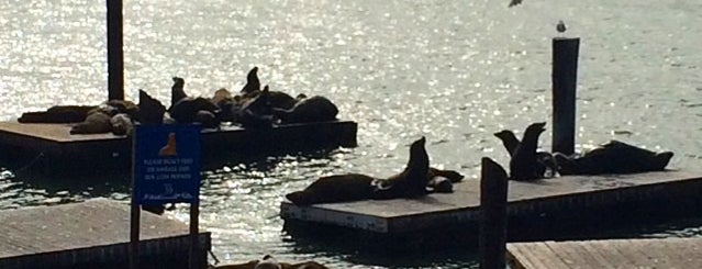 Pier 39 is one of San Francisco.