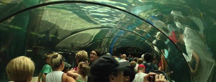 SEA LIFE Sydney Aquarium is one of Global Foot Print (글로발도장).