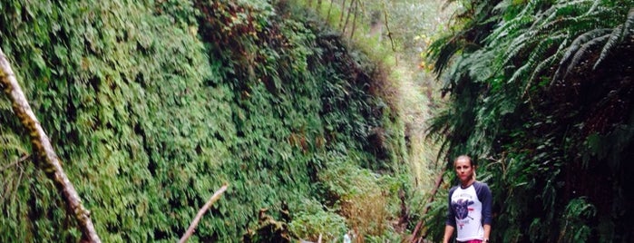 Fern Canyon is one of CA To Do ☀️🌴.