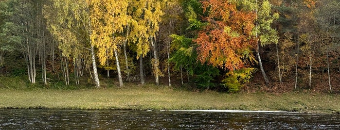 Anagach Woods is one of Scotland Other.