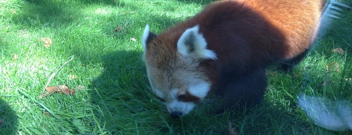 Helsinki Zoo (Korkeasaaren eläintarha) is one of Finland.