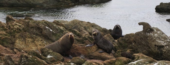 Point Munning / Seal Colony is one of Created.