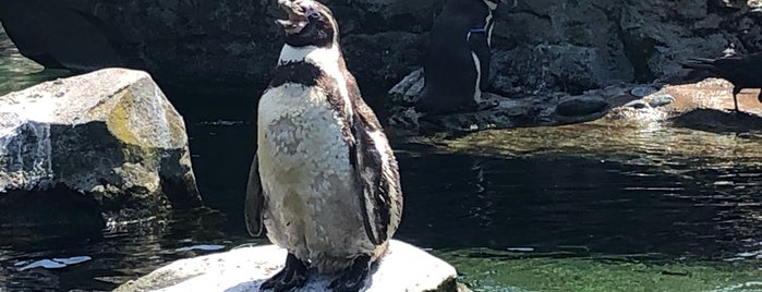 Penguin Exhibit is one of The 15 Best Places for Exhibits in Seattle.