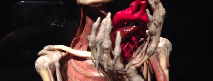 Body Worlds: The Original Exhibition is one of new scenery.