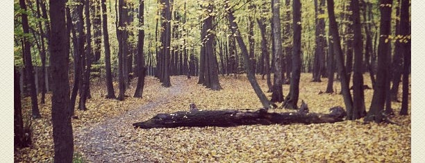 Урочище «Теремки» (ліс Шмальгаузена) is one of Yuliia's Saved Places.