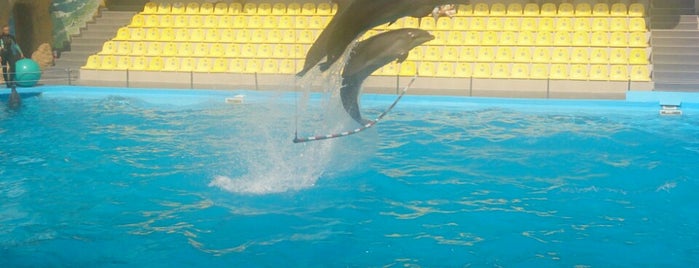 Дельфинарий Немо / Nemo Dolphinarium is one of สถานที่ที่ Julia ถูกใจ.