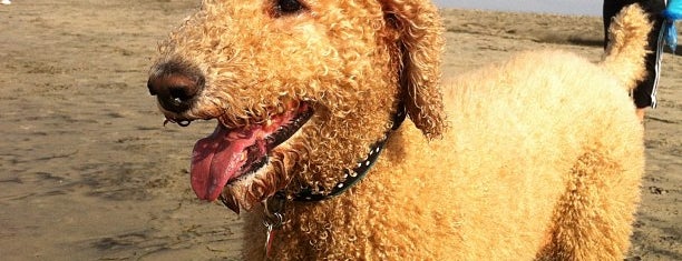 Coronado Dog Beach is one of Dog Friendly Spots!.