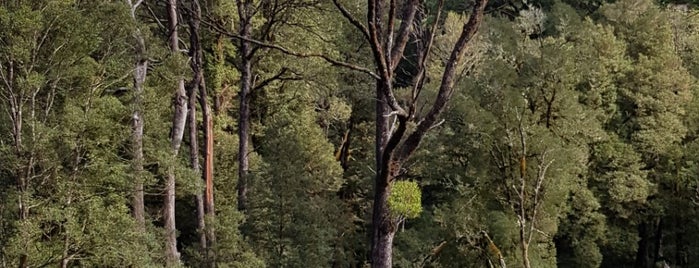 Otway Fly Treetop Walk is one of El Greco Jakob : понравившиеся места.