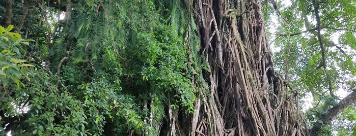 Biggest Balete Tree in Asia is one of Orte, die Jack gefallen.