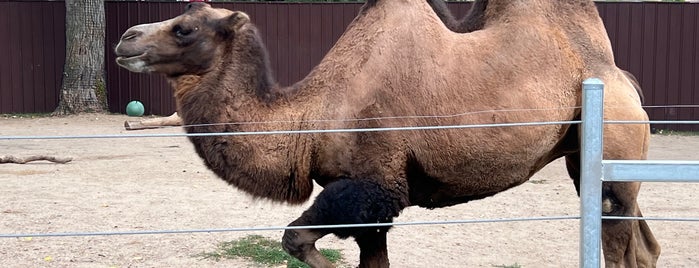 Great Plains Zoo is one of local bucket list.