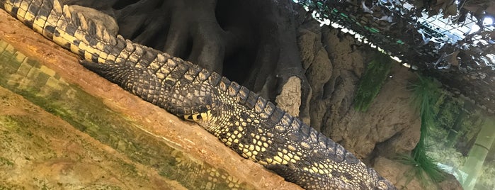 Крокодил Гоша is one of Orte, die Rafael gefallen.