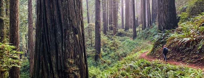 Miners' Ridge Trail is one of Hwy 101 - Redwoods.