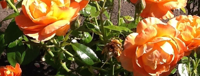 Rose and Perennial Garden is one of Locais curtidos por ben.