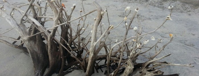 Stump Pass Beach State Park is one of Lieux qui ont plu à Tasteful Traveler.