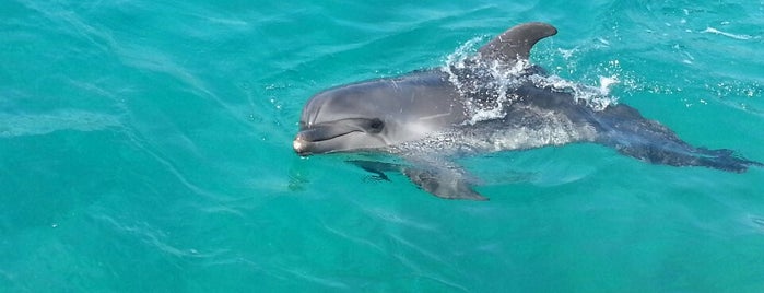 Dolphin Park is one of Locais curtidos por Esra Merey.