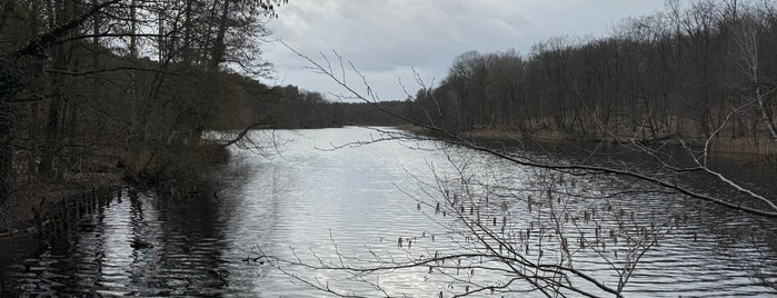 Krumme Lanke is one of Berlin lakes.