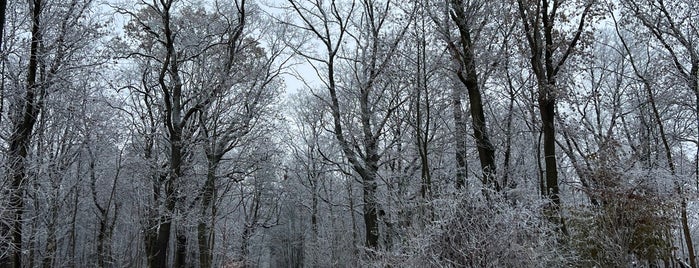 Forst Jungfernheide is one of Impaled : понравившиеся места.