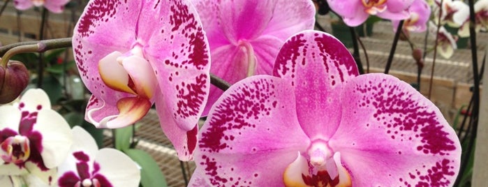 Orchids by Hausermann is one of Posti che sono piaciuti a Ross.