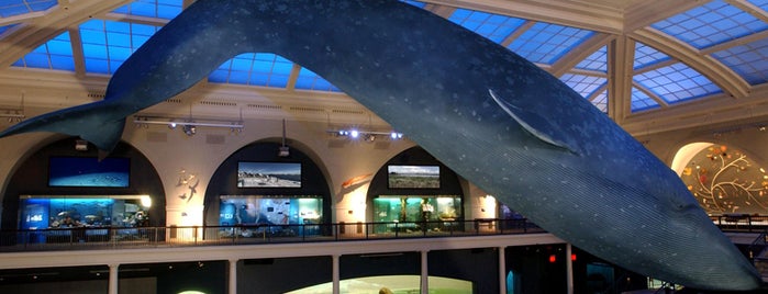 American Museum of Natural History is one of Best Museums in the US.