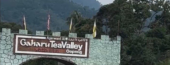 Gaharu Tea Valley Gopeng is one of Perak.