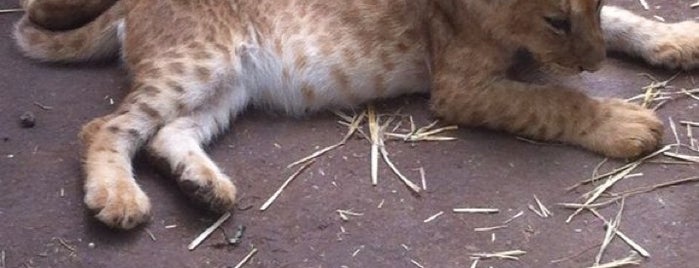 Zoo de Luján is one of buenos aires.