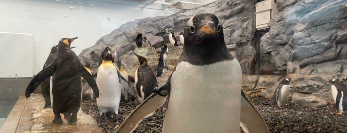 Penguin Museum is one of 観光 行きたい3.
