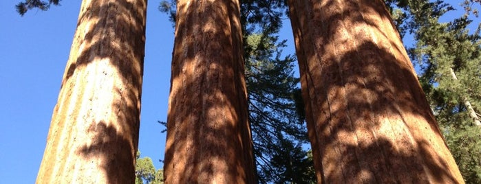 Sequoia National Park is one of San Francisco.