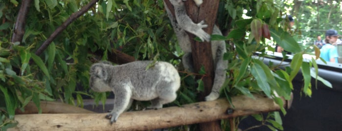Lone Pine Koala Sanctuary is one of Brisbane To Do.