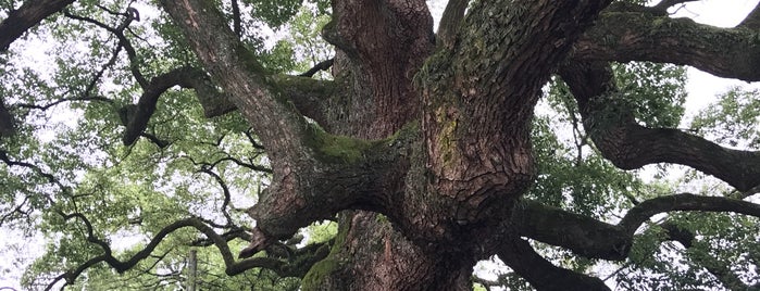 青蓮院のクスノキ is one of 京都おいしい場所.