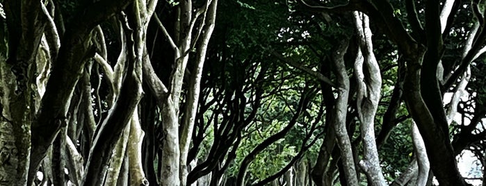 The Dark Hedges is one of EU - Attractions in Great Britain.
