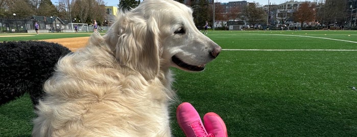 Cal Anderson Park is one of Places to take the pup.