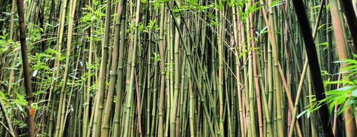 Японский бамбук мадаке. Giant bamboo. Обои бамбук. Бамбук 7. Картина бамбук.