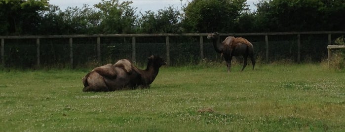 Folly Farm Camels is one of Folly Farm.