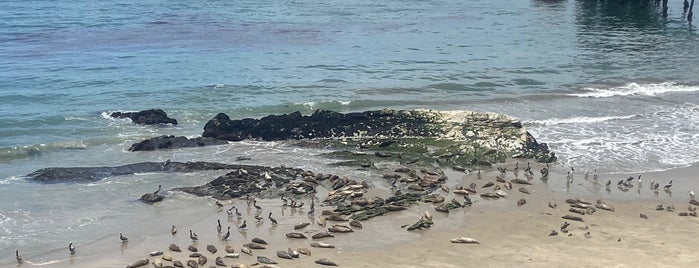 Carpinteria Harbor Seal Sanctuary is one of Santa Barbara.