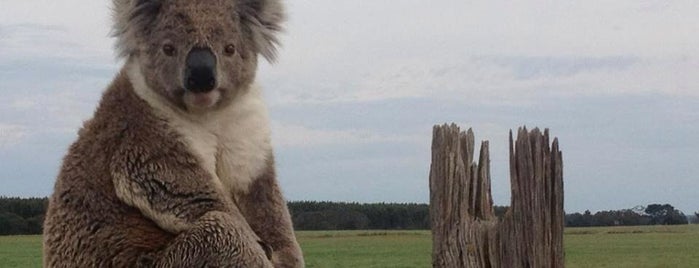 Koala Song is one of Tempat yang Disukai Mustafa.