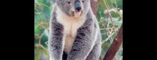 Koala Song is one of mayor.