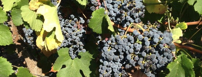 Şaraplik üzüm baglari is one of Nihat'ın Kaydettiği Mekanlar.