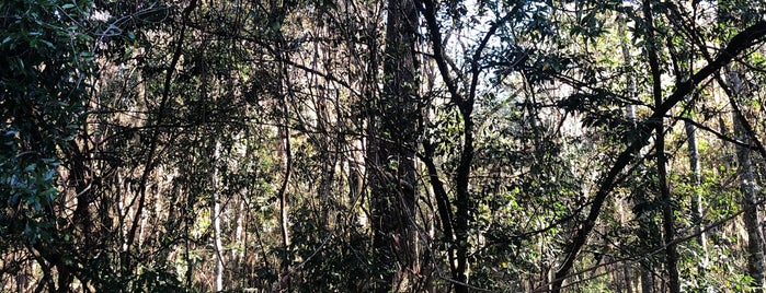 Cofrin Park Nature Trail Loop is one of Gville.