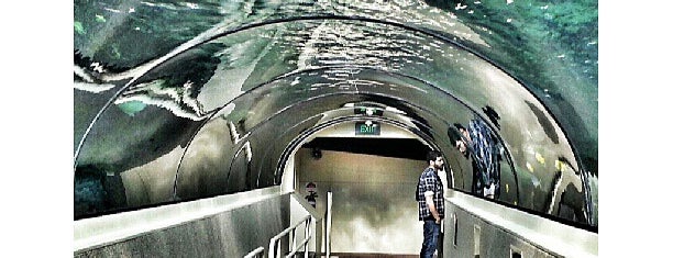Sealife Sydney Aquarium is one of Juan Estebanさんの保存済みスポット.