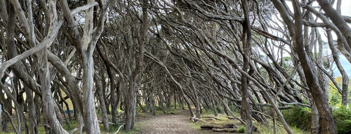 Blairgowrie Beach is one of Beaches.