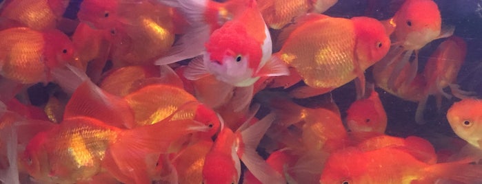Goldfish Market is one of Vanessa : понравившиеся места.
