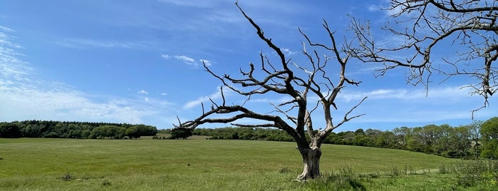 South Downs National Park is one of National Parks of the United Kingdom.