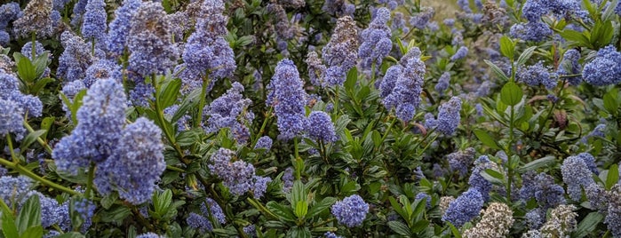 Hazelnut Trail is one of Best of Pacifica Hiking.