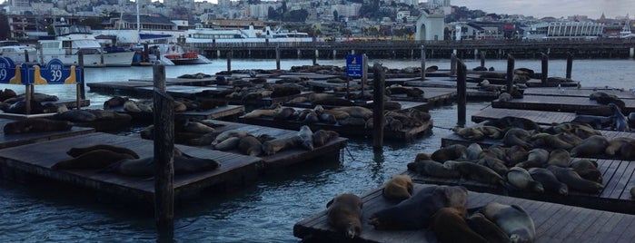 Sea Lions is one of San Fran Jose.