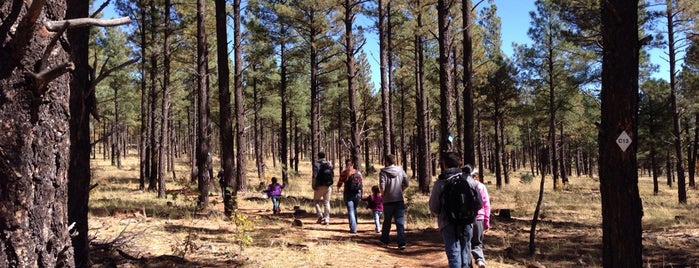 Country Club Trail #632 is one of Pinetop.